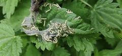 Lepidoptera