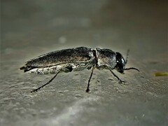 Melanophila cuspidata