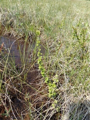 Betula michauxii