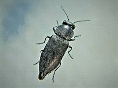 Melanophila cuspidata