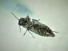 Melanophila cuspidata