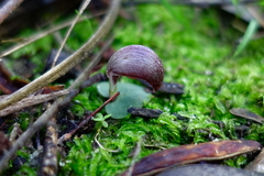 Corybas aconitiflorus