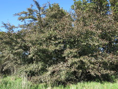 Cotoneaster × watereri