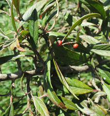 Cotoneaster × watereri