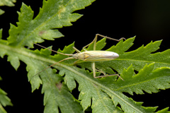 Notostira erratica