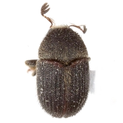 Phloeotribus pseudoscabricollis