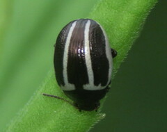 Zygogramma suturalis