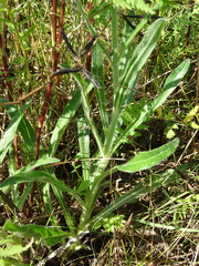 Pilosella echioides