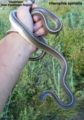 Orientocoluber spinalis