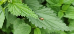 Coleoptera