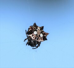 Thelacantha