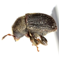 Phloeotribus pseudoscabricollis