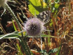 Melanargia galathea
