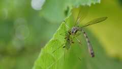 Leptogaster subtilis