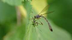 Leptogaster subtilis
