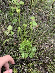 Parnassia palustris