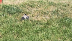 Corvus cornix