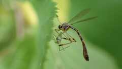 Leptogaster subtilis