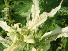 Pseudomonas