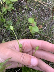 Parnassia palustris