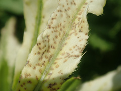 Pseudomonas