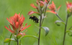 Bombus occidentalis