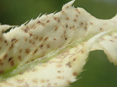 Pseudomonas