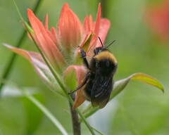 Bombus occidentalis