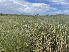Paspalum virgatum