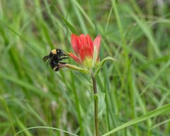 Bombus occidentalis