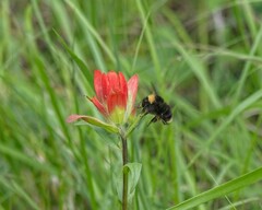 Bombus occidentalis