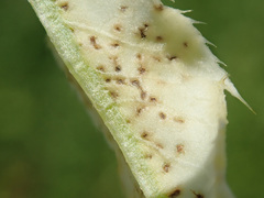 Pseudomonas