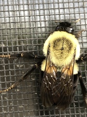Bombus impatiens
