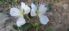Capparis spinosa