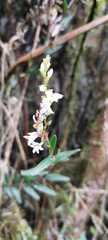 Epidendrum fimbriatum
