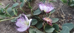Capparis spinosa