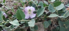 Capparis spinosa