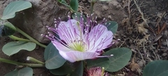 Capparis spinosa