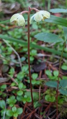 Pyrola chlorantha