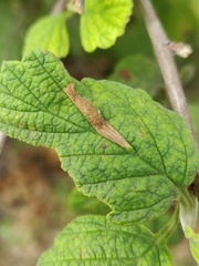 Phyllonorycter holodisci