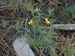 Acmispon oroboides