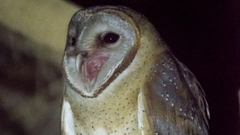 Tyto alba stertens