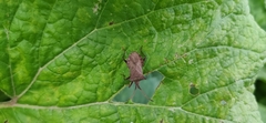 Coreus marginatus