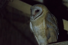 Tyto alba stertens