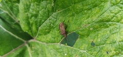 Coreus marginatus
