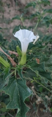 Datura stramonium
