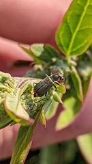 Clanoptilus marginellus