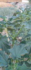 Datura stramonium
