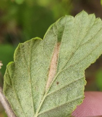 Phyllonorycter holodisci