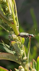 Clanoptilus marginellus